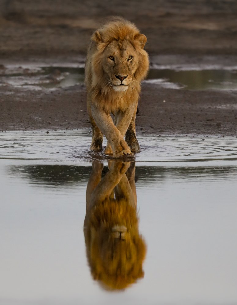 Photograph by Raquel Barao