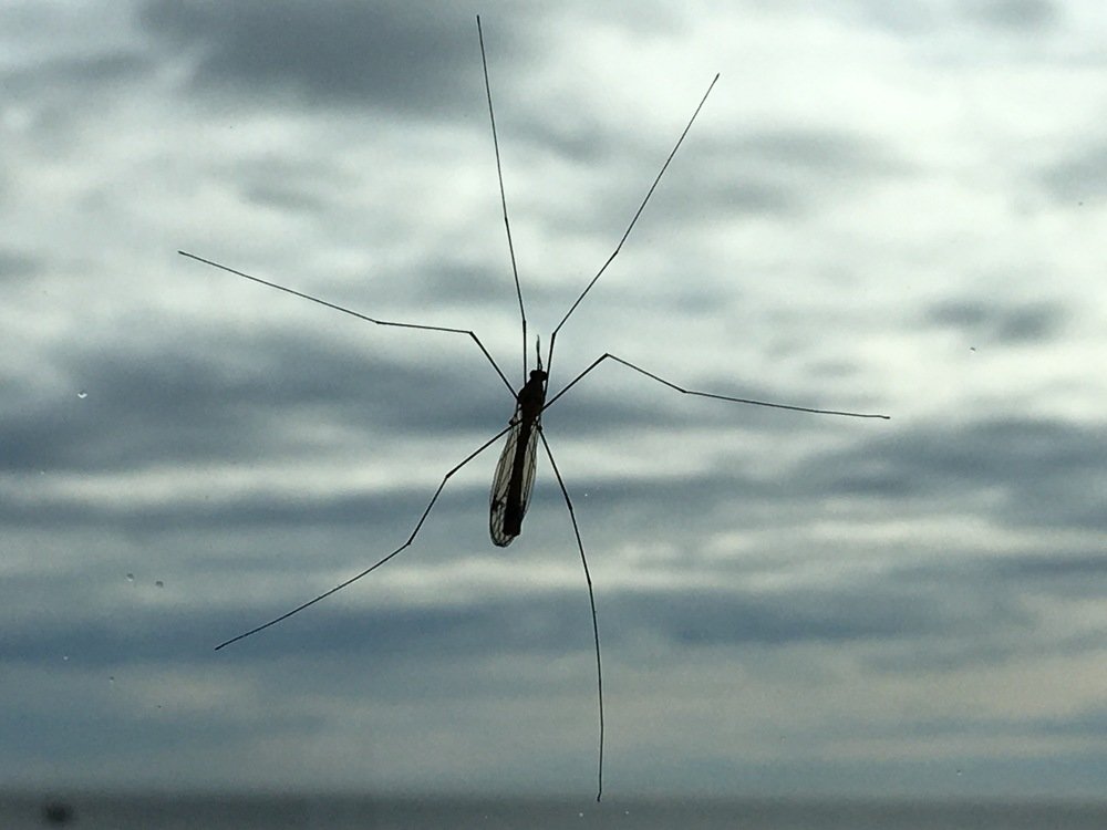 Фотография автора Gabriel diaz