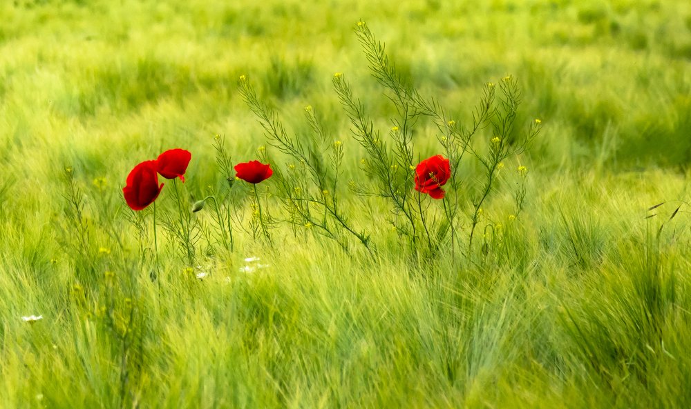 Photograph by Miroljub Kocovic