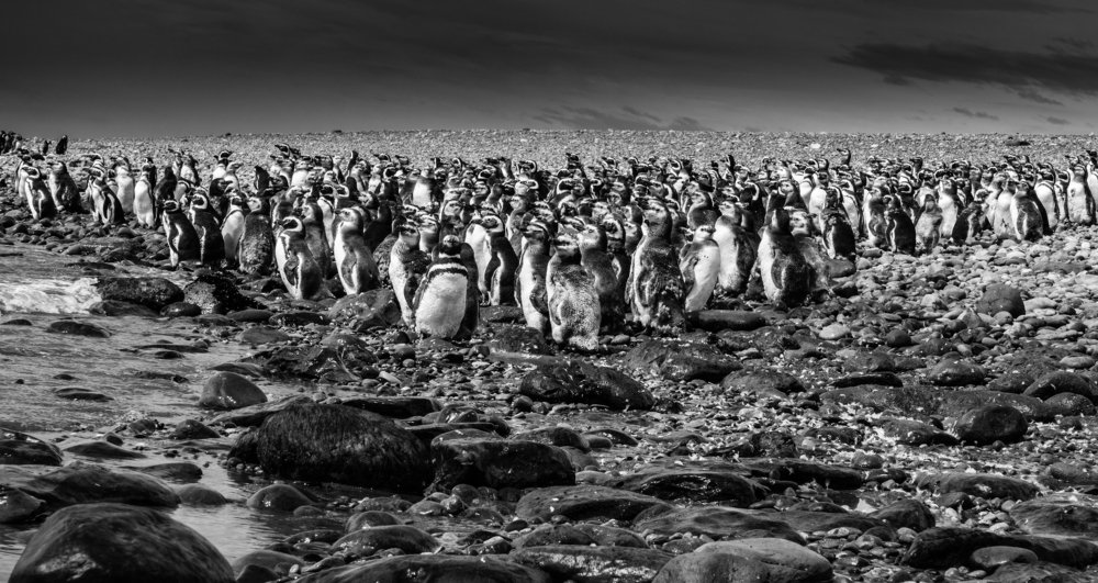 Magellanic Penguin´s Colony