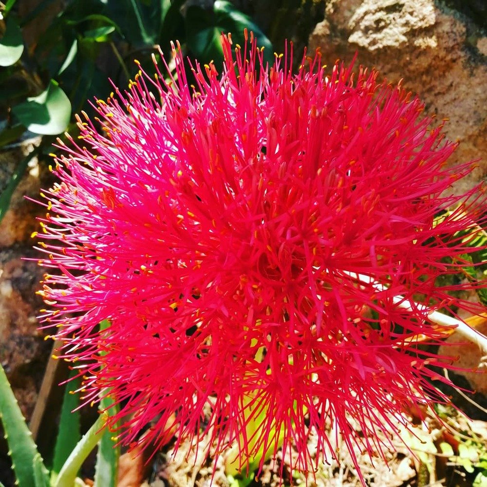 Lirio en jardín de Casa.