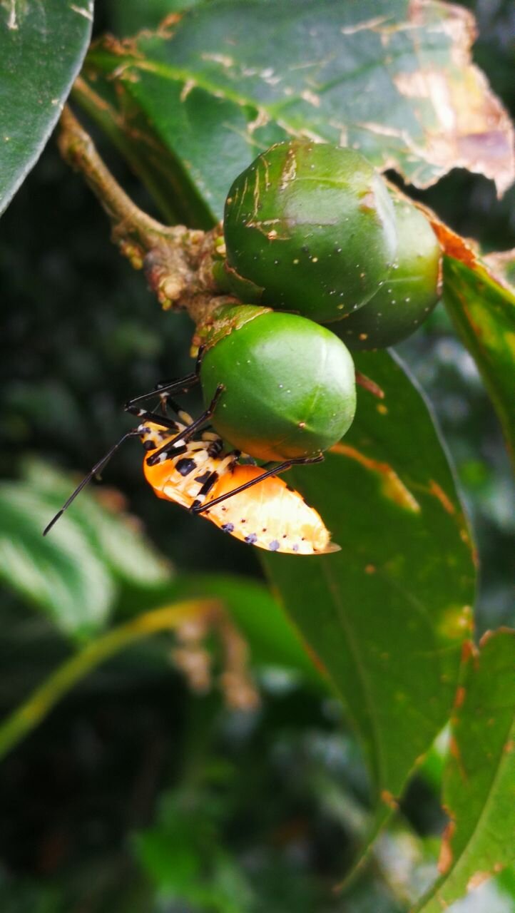 Nezara viridula