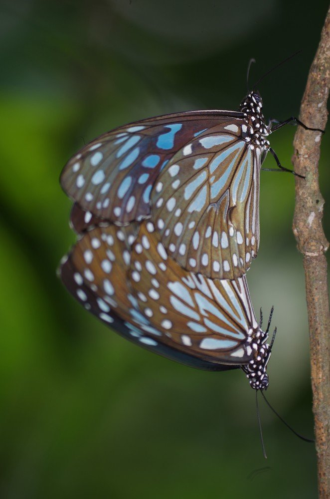 Photograph by Serene Mariam Abraham