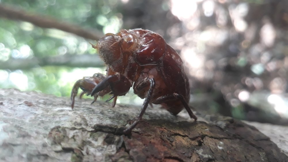 Cicadidae