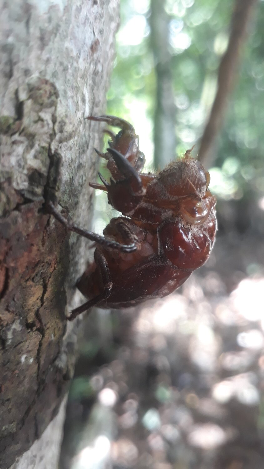 Cicadidae