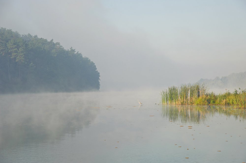 Туманное утро на Тетереве.