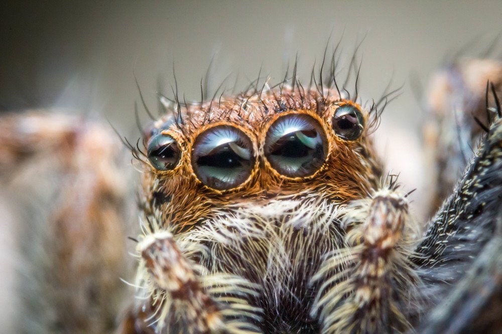 Spider eyes super macro
