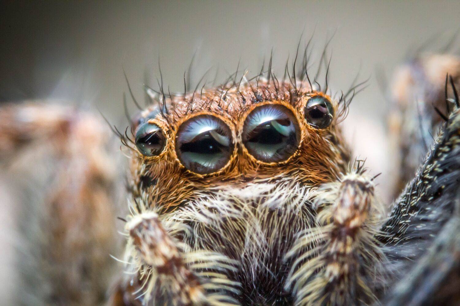 Spider eyes super macro