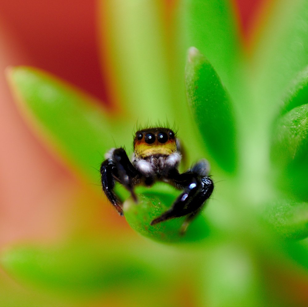 Photograph by VANDEIR FERREIRA SILVA PAIXAO