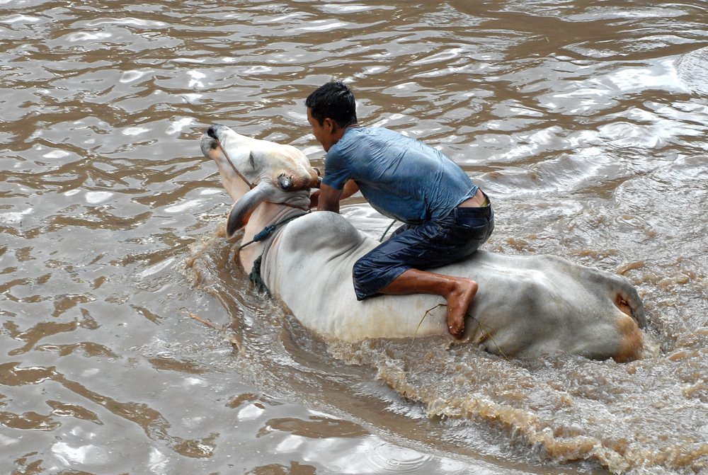 Photograph by bowo bagus