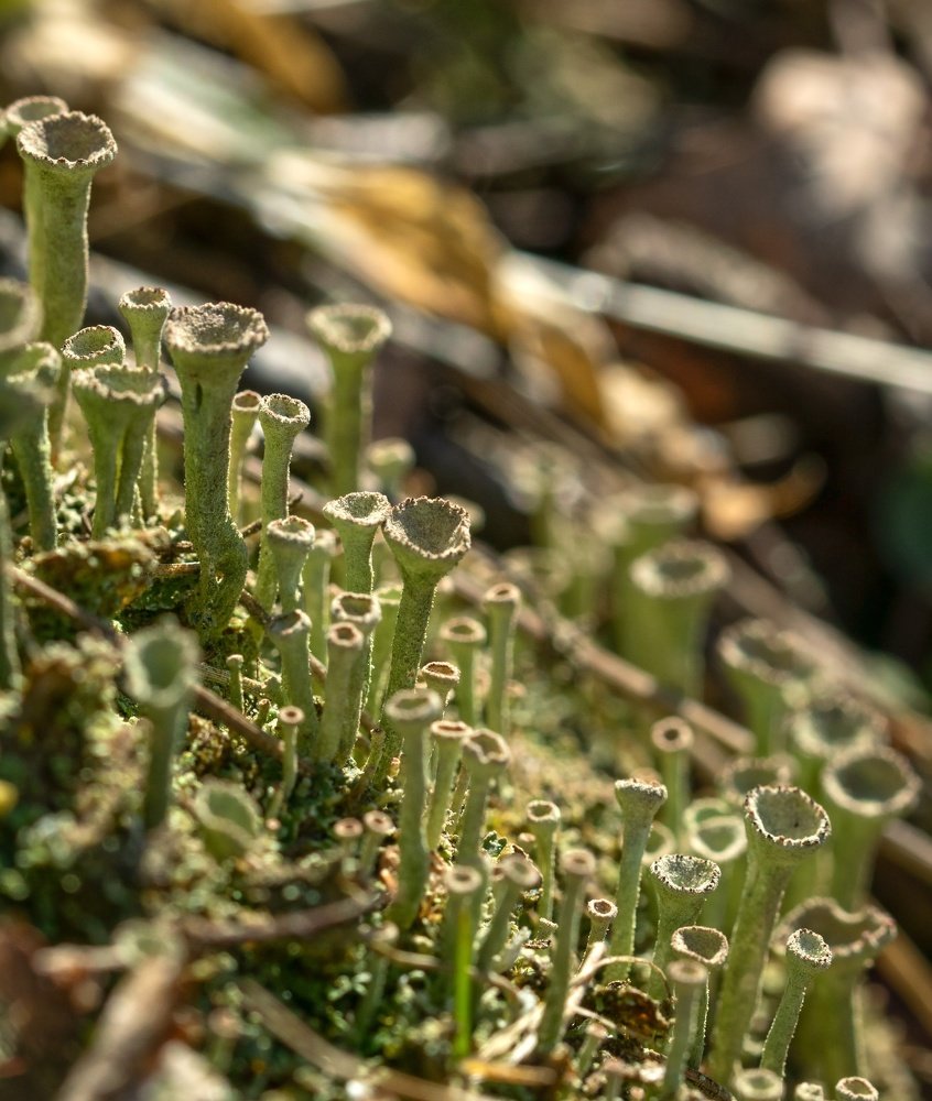 Photograph by Пётр Калачев