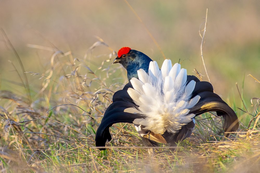Тетерев на току.