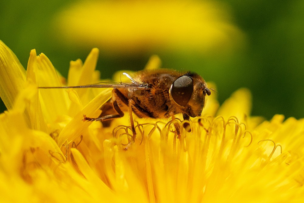 Photograph by Patricia Dodd