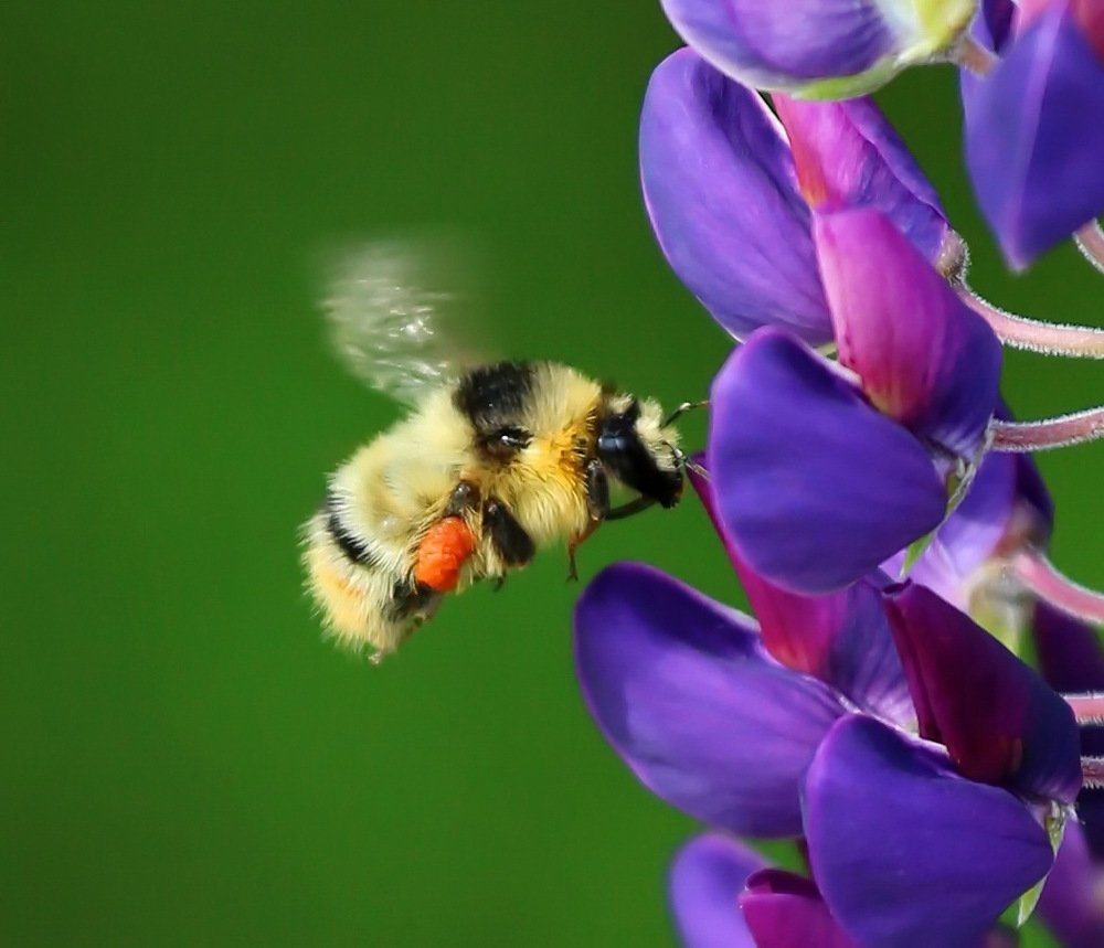 Photograph by Алексей Хазов