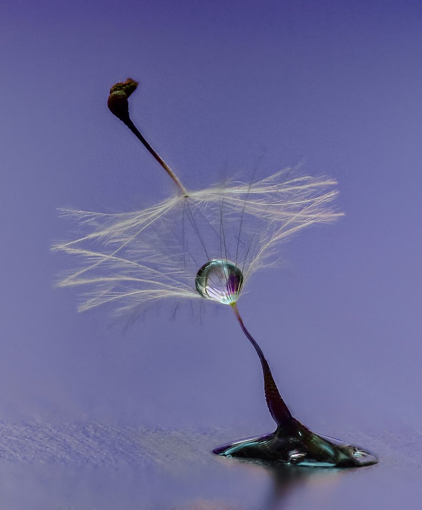 Фотография автора ziba alirezaei58