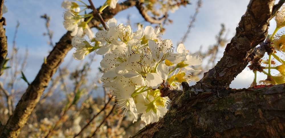 Apple blossom.
