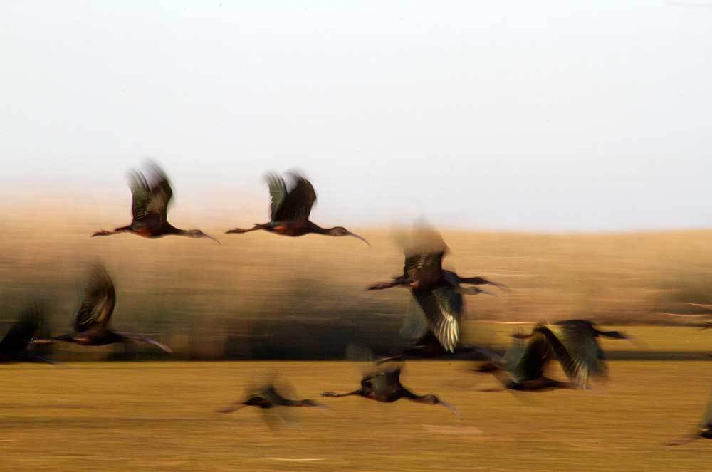 Speed