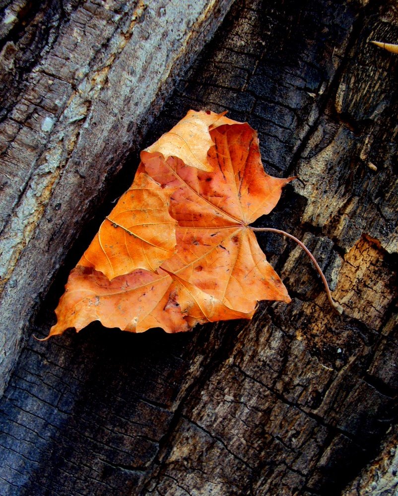 Листочек  осени