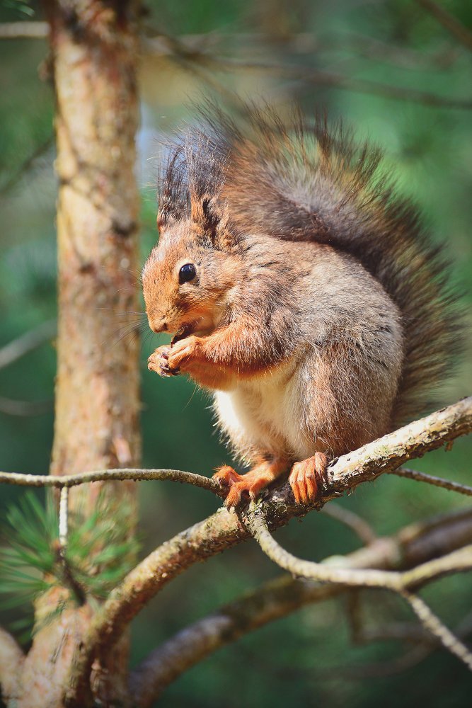 Белочка обедает