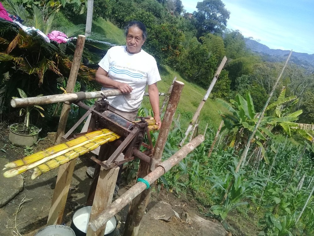 Moliendo caña de azucar,