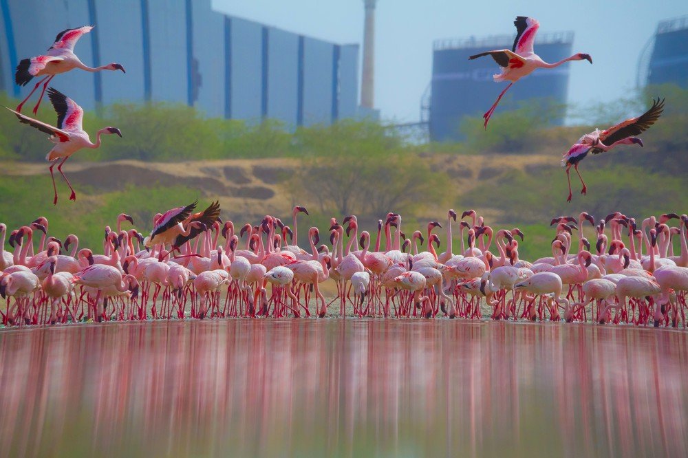 Lesser Flamingos