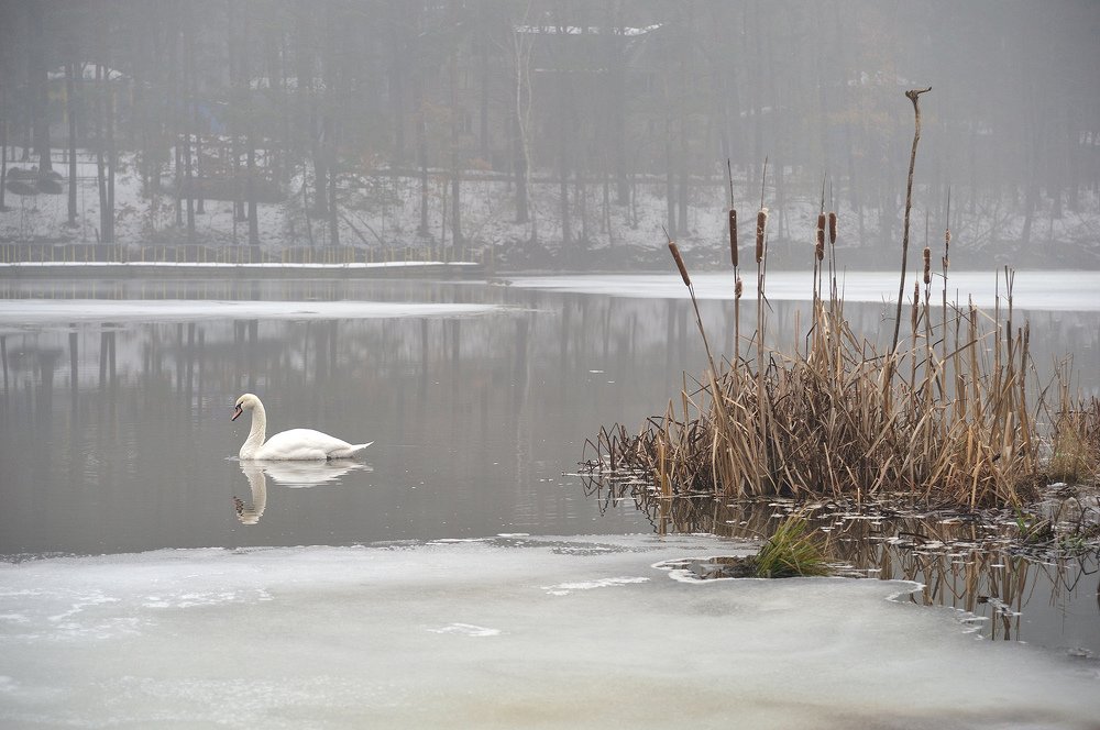 Одинокий лебедь.