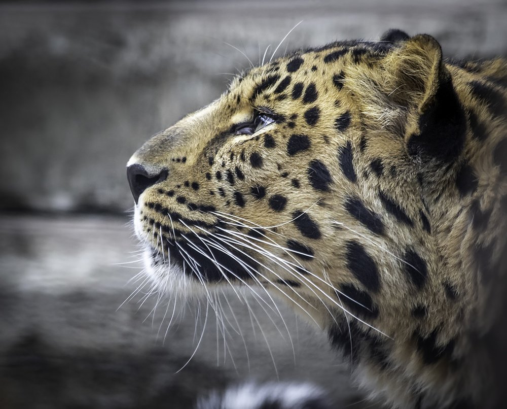 Photograph by Армен Майтесян