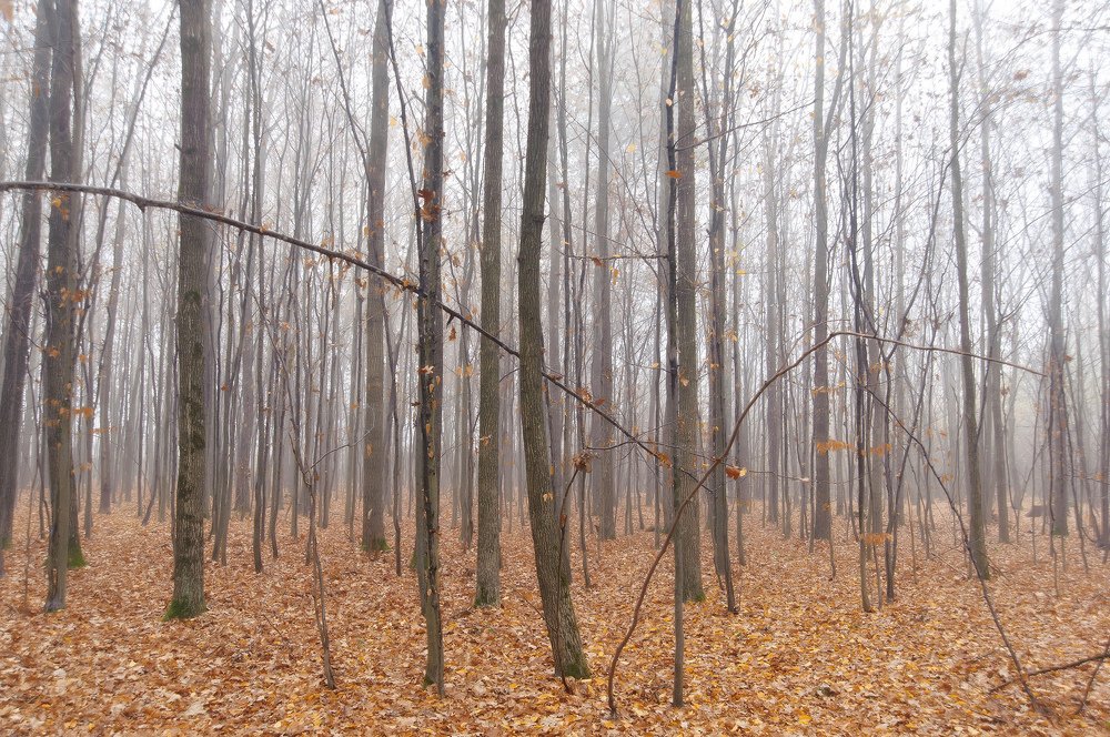 Осенний этюд.