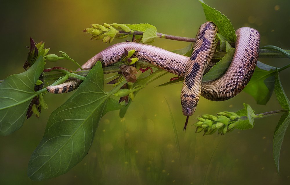 Beauty and the Beast