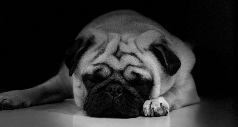 Фотография автора NIghtdream