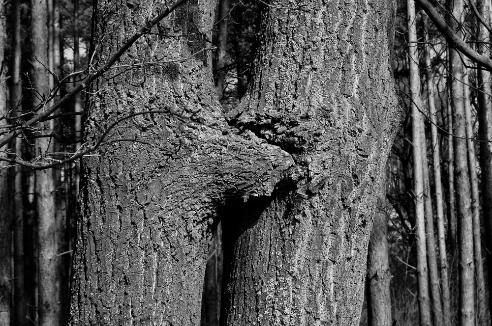 Фотография автора NIghtdream