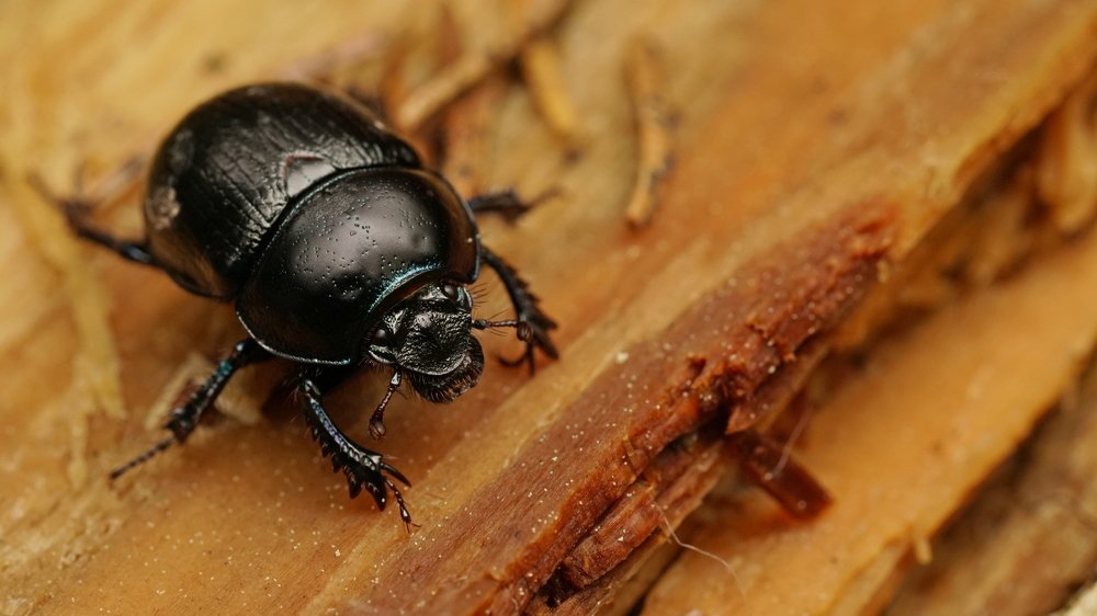 Photograph by Андрей Шартов