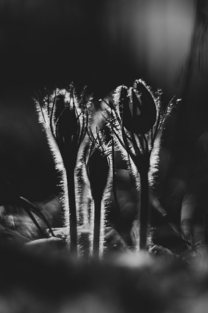 Photograph by Сергей Забиякин