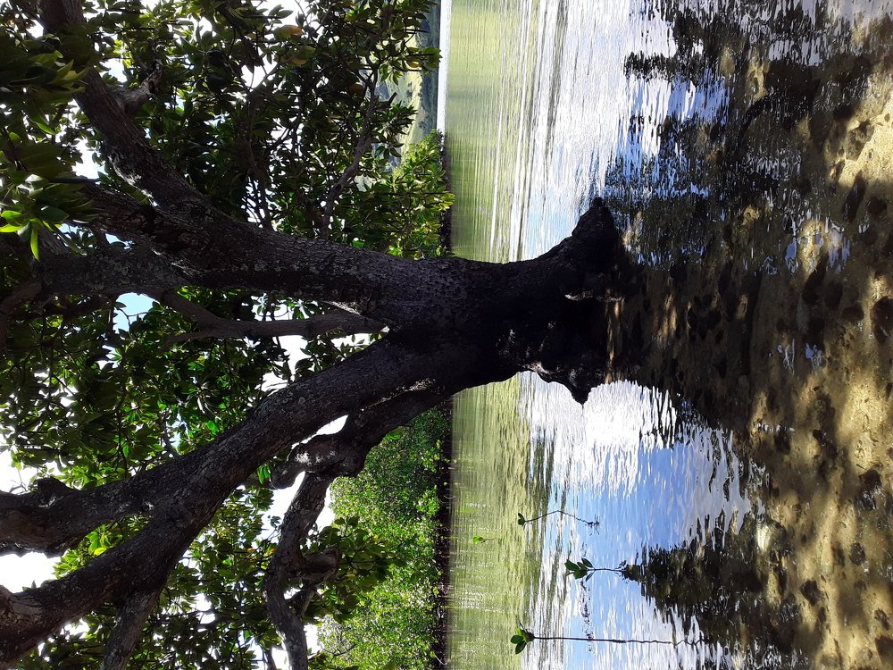Photograph by Kereleani Manulada