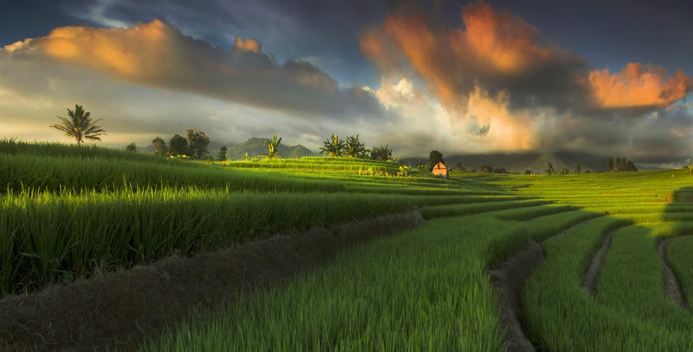 panorama of the natural beauty of rice fields in the afternoon