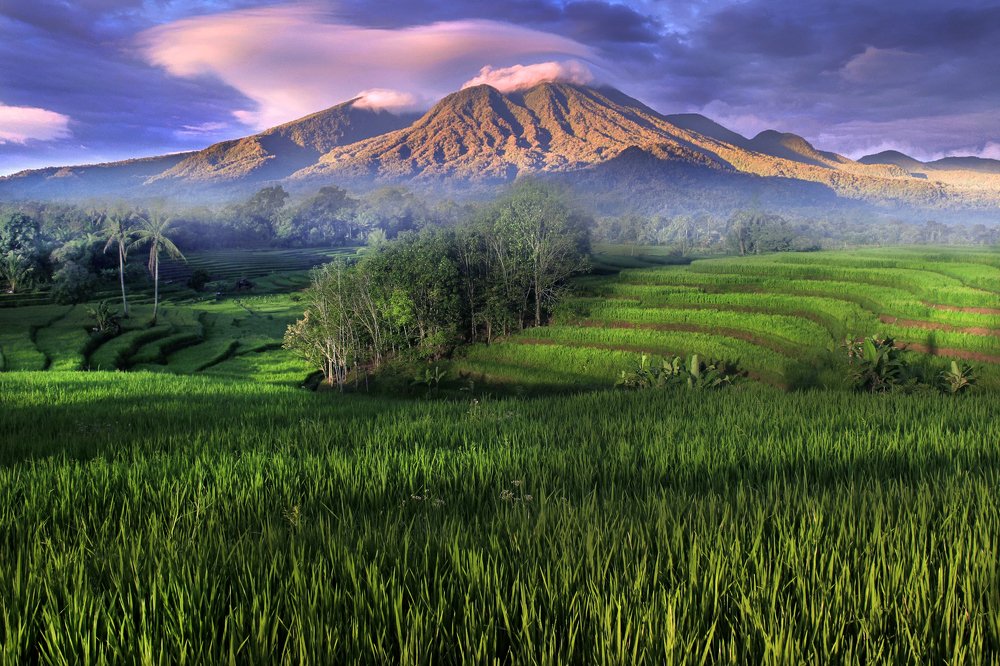 paddy fields in the afternoon dimension on the mountain range
