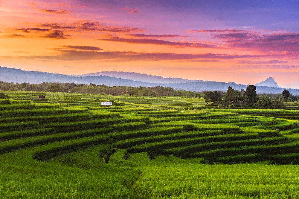 rice terraces in the morning with sunrise