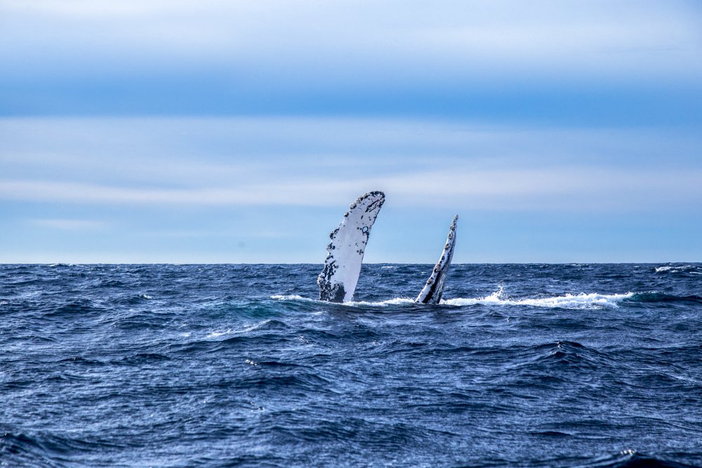 Humpback whale