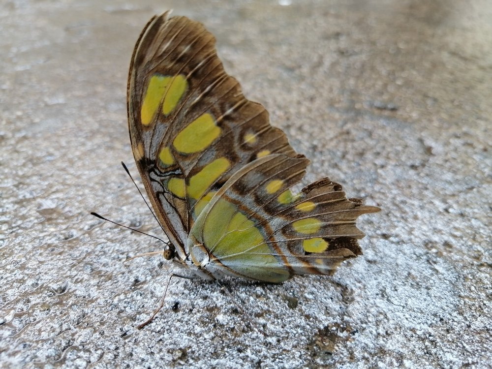 Photo #4575033