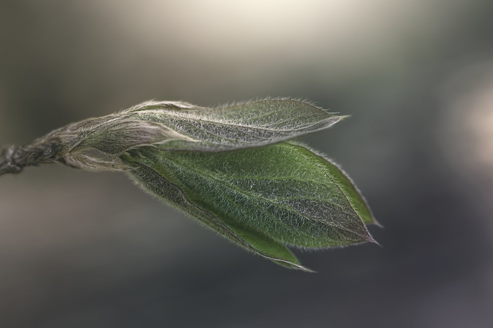 Photograph by Армен Майтесян