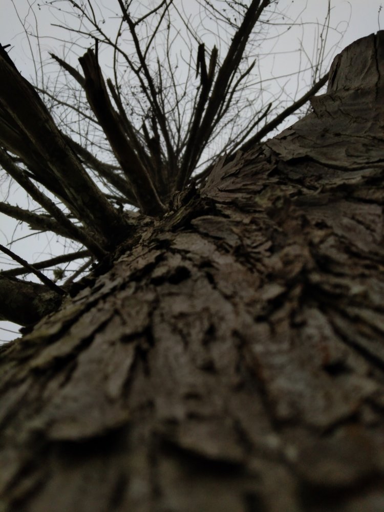 An old tree