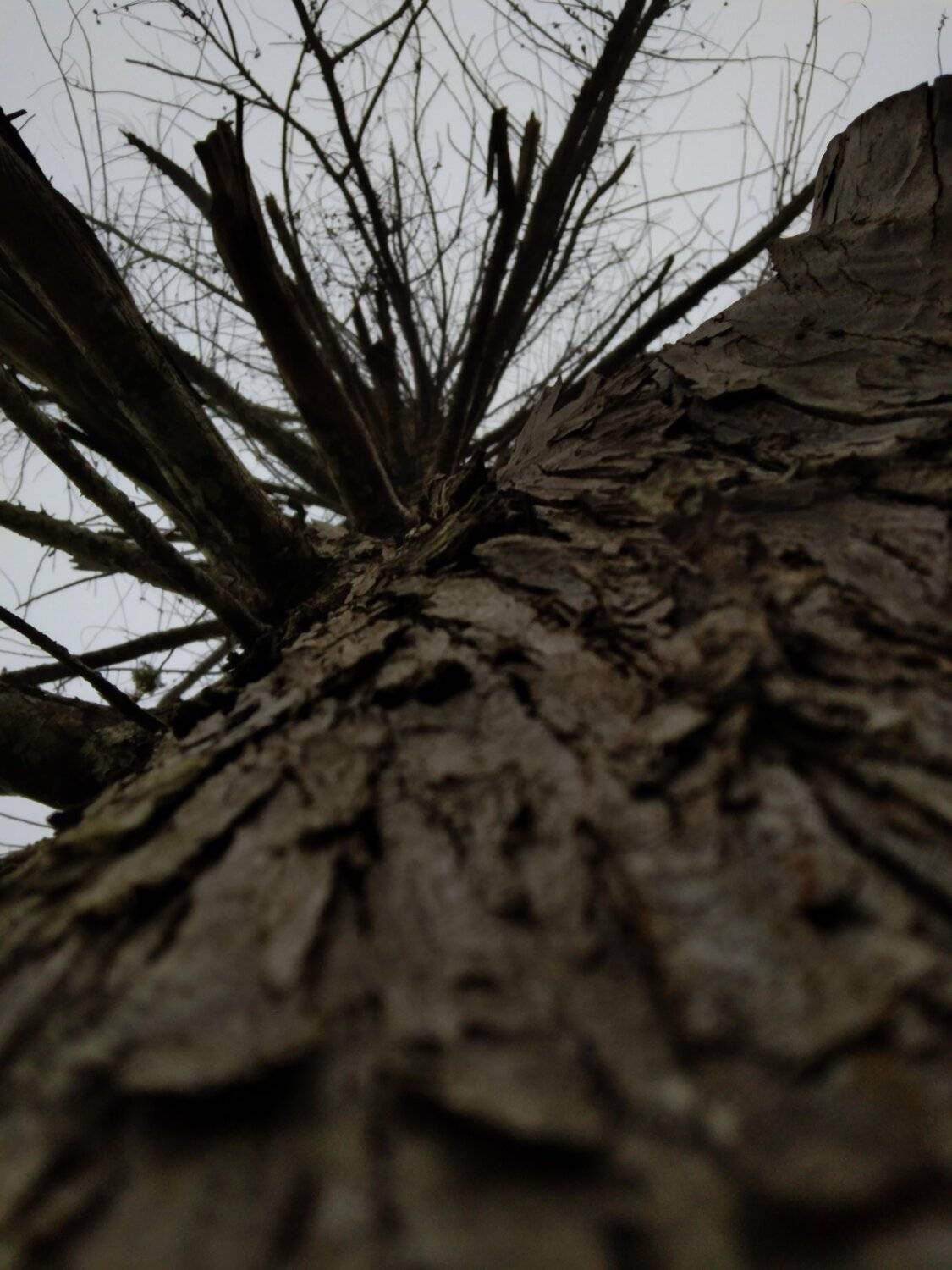 An old tree
