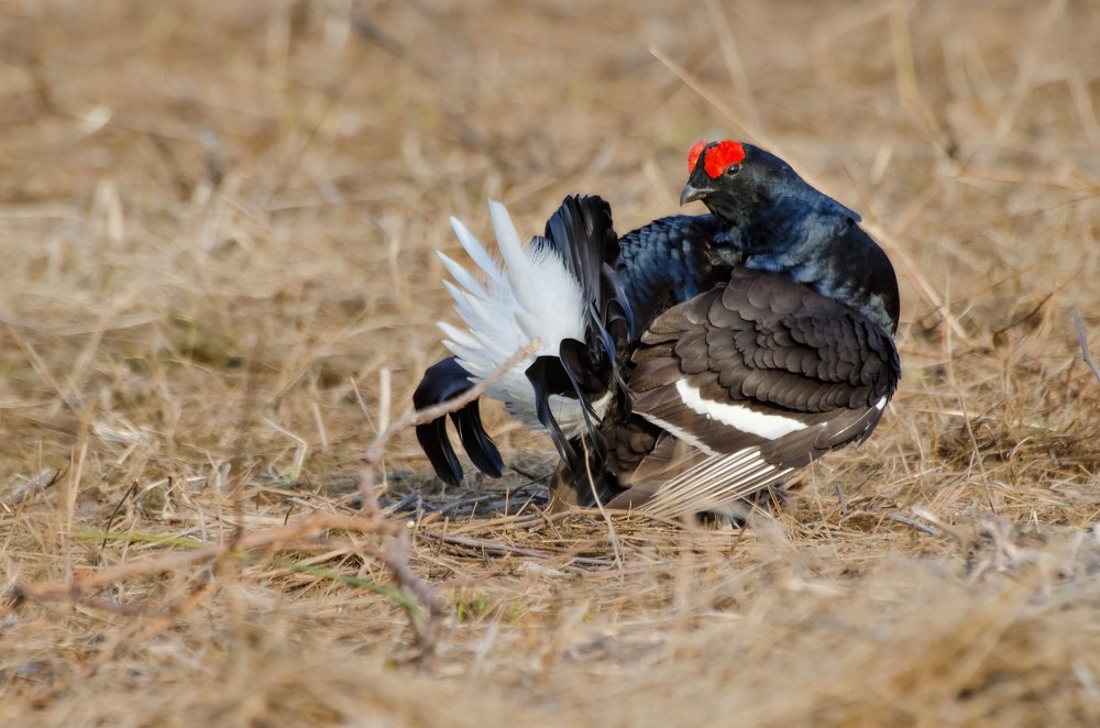 Photograph by Дмитрий Бухтик