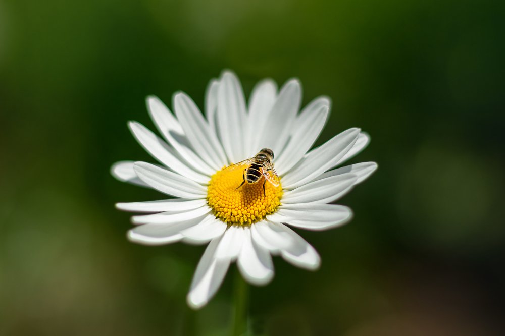 Photograph by Наталья Кеворкова