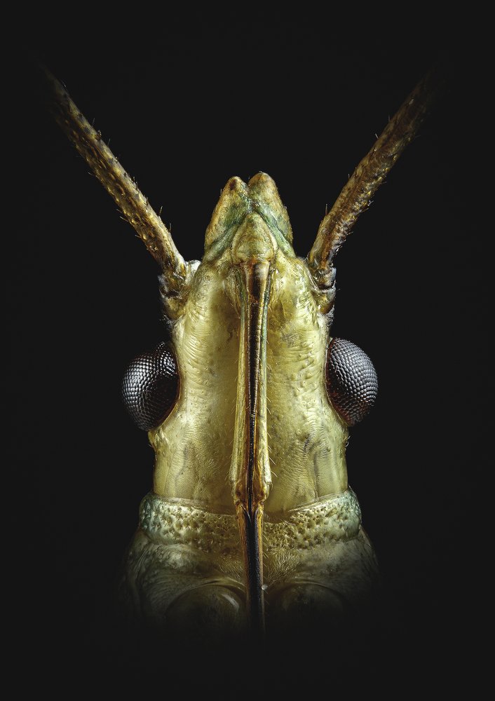 Leptocorisa Acuta