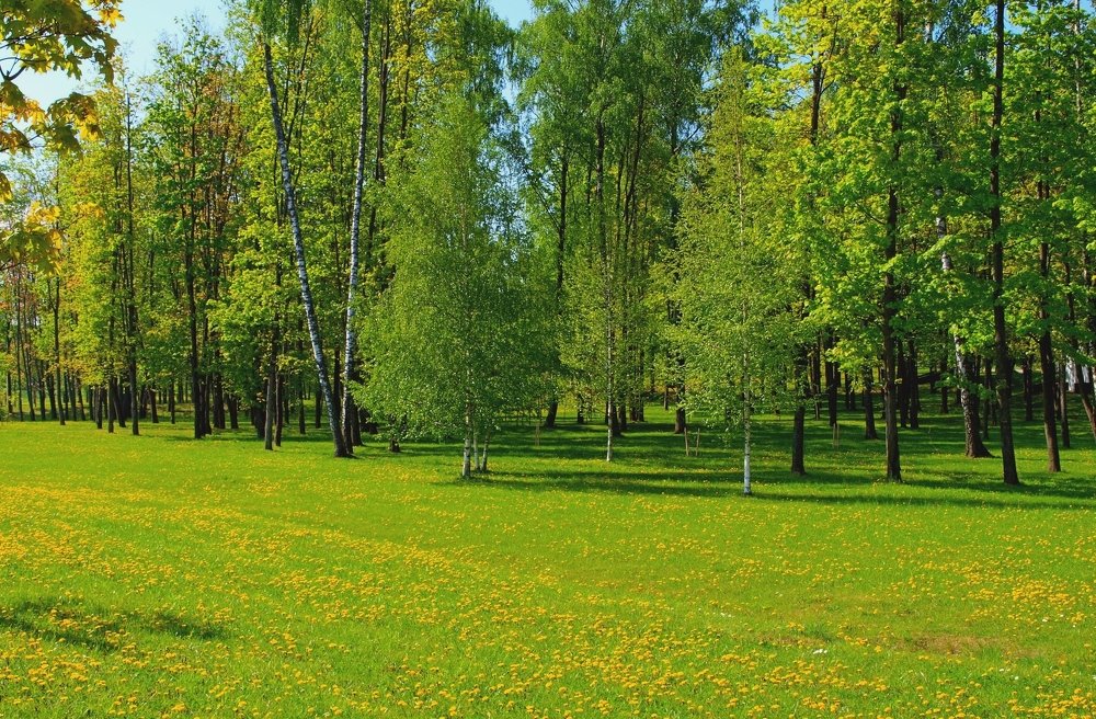 Весенняя природа.