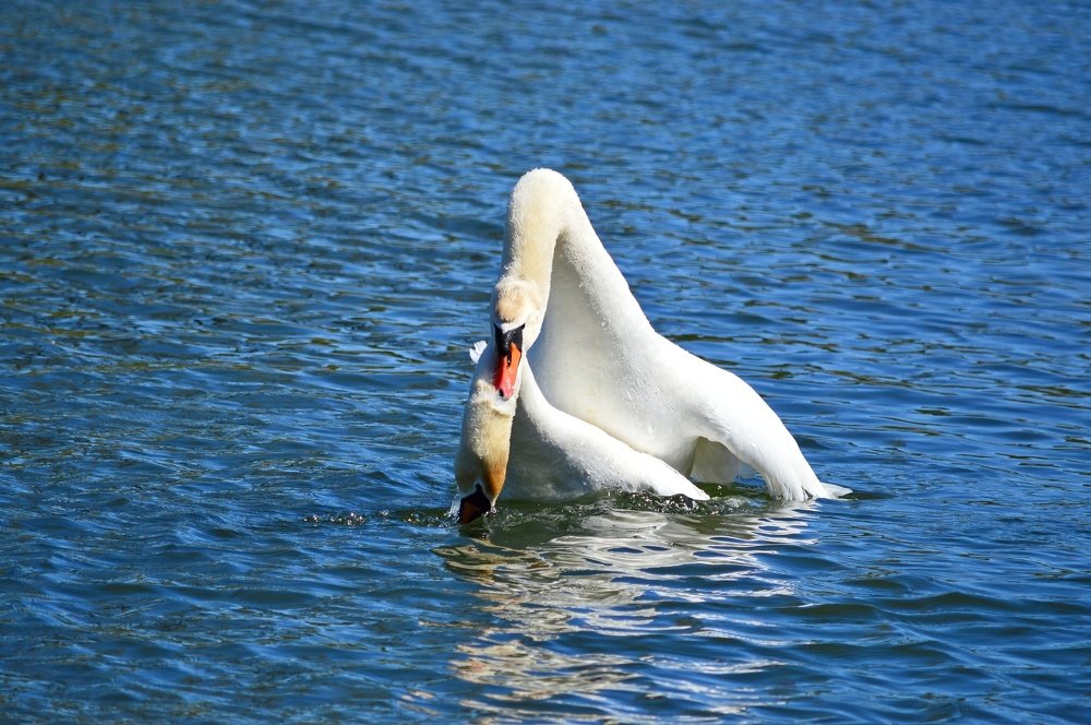 Photograph by Алексей