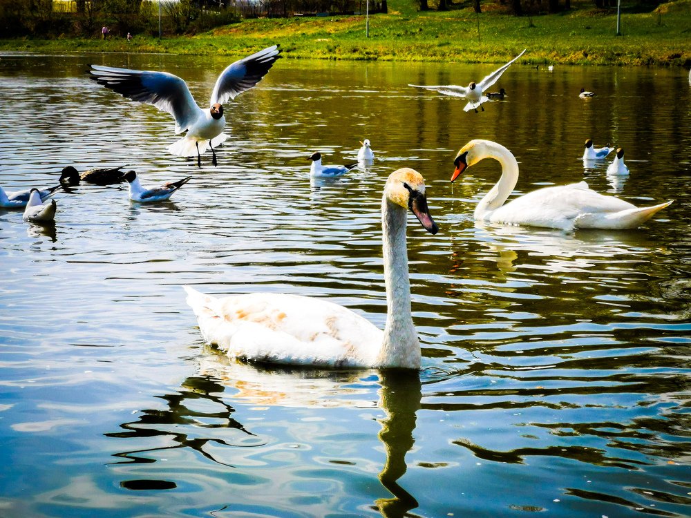 Фотография автора Ян Пчельников