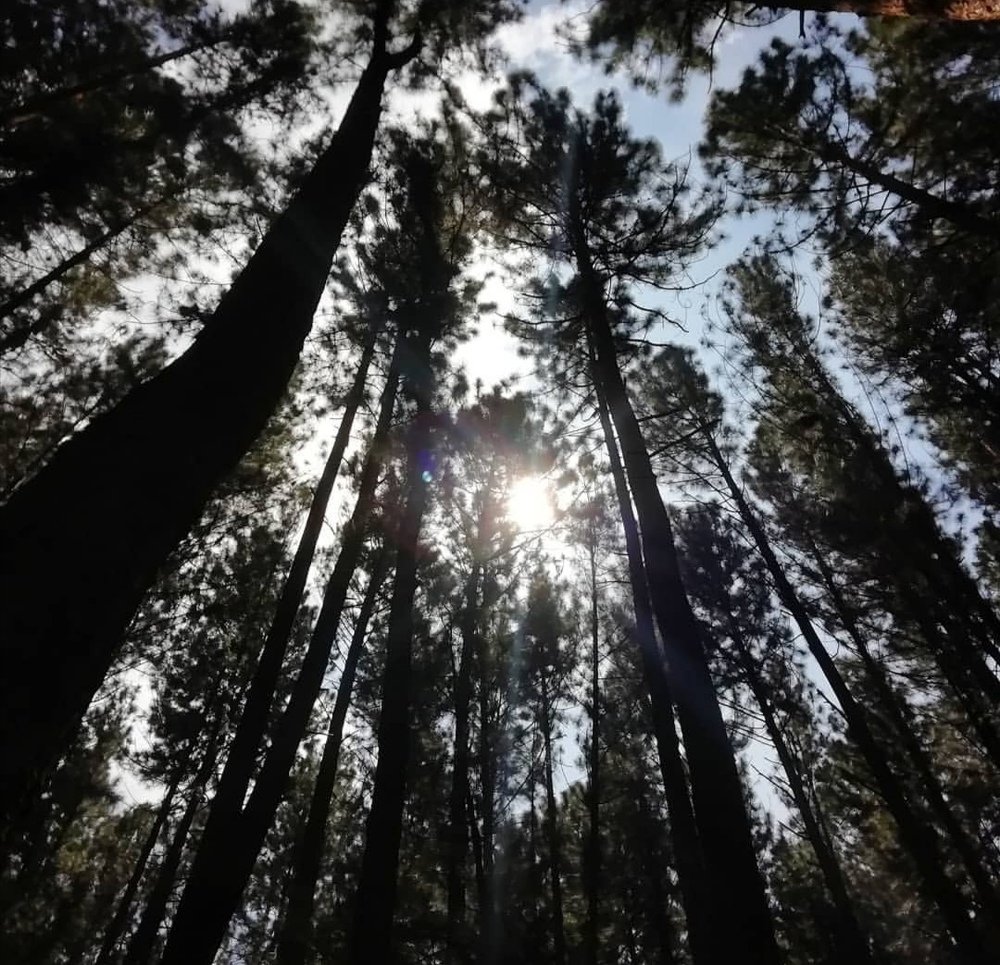 Photo #4575607