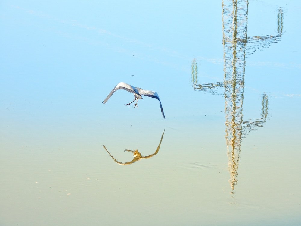 Gray heron flight over lake